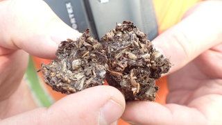 Backpacking Researchers Accidentally Discover Grasshopper-Eating Wolf